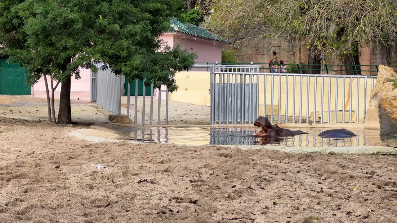 포르투갈 리스본 의 동물원 에 있는 히포포
