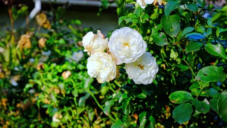 White-roses-in-garden,-close-up,-closeup-macro-view,-green-background