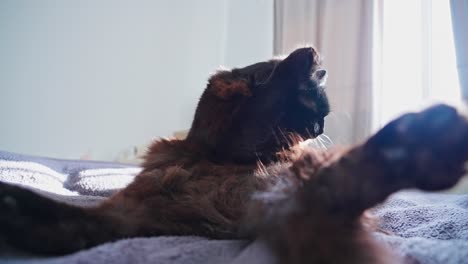 Schwarze-Katze,-Die-Sich-In-Zeitlupe-An-Einem-Bett-Putzt
