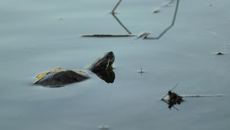 red-eared terrapin turtle in the water