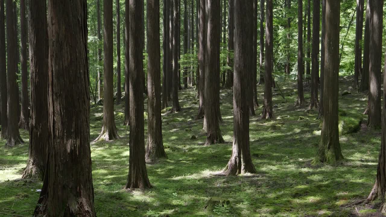 Beautiful green forest scenery, slow sliding shot