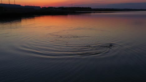 Slow-pan-of-a-peaceful-bottlenose-dolphin-swimming-in-circle,-enjoying-the-beautiful-morning-colors-reflecting-in-the-water