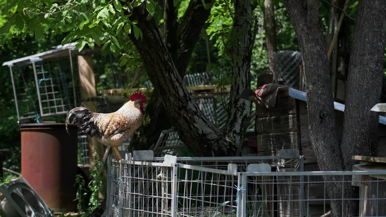 Rooster perched on a fence in a rural yard surrounded by greenery