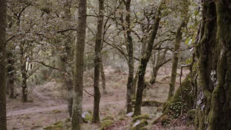 enfoque de cremallera deslizante de árbol a bosque