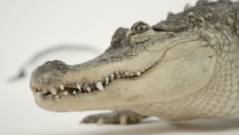 close up american alligator walking on a white background