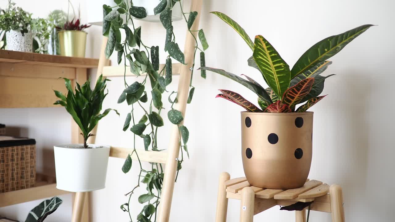 Pianta d'appartamento Croton in vaso a pois dorati su supporto in legno