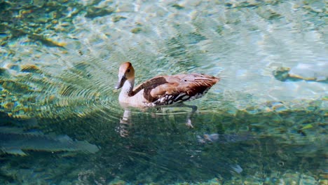 beautiful lake where ducks can swim, crystal clear water, fish below, clear day