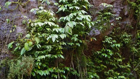 las hojas de los árboles con gotas de lluvia se balancean