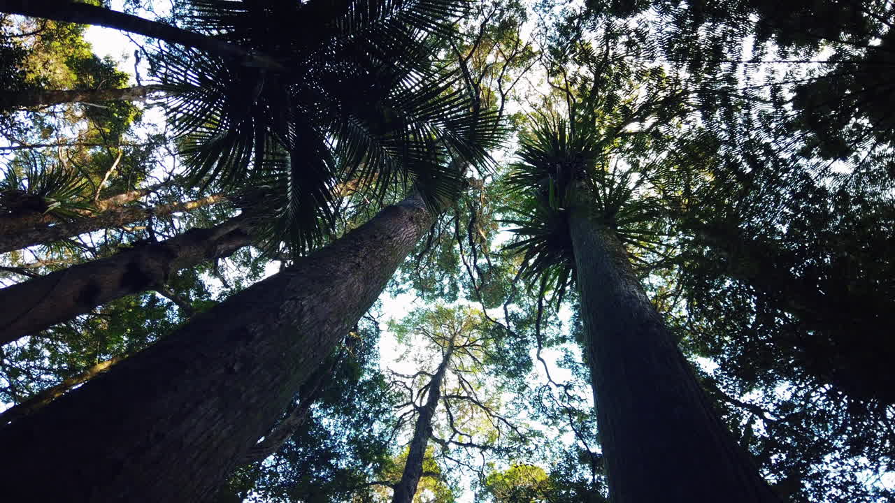 coronas de árboles de la selva tropical en el parque natural de nueva zelanda