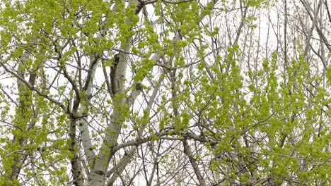 small birds hunt on a birch with fresh green spring leaves