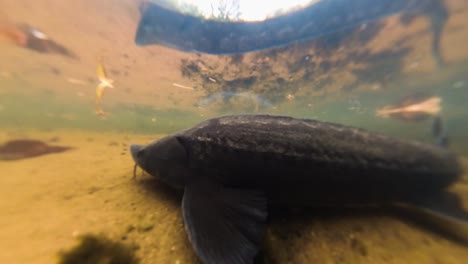 cámara submarina sigue la natación de peces truchas