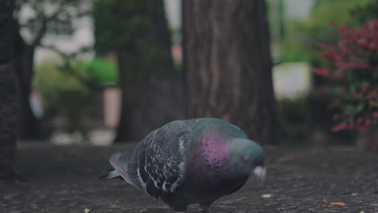 palomas bravías alimentándose en el suelo en las calles de tokio, japón