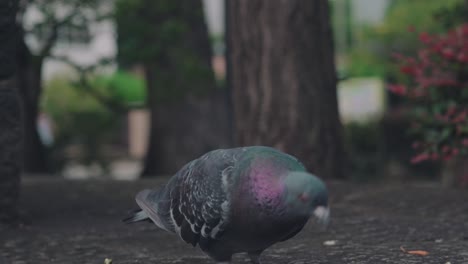 Palomas-Bravías-Alimentándose-En-El-Suelo-En-Las-Calles-De-Tokio,-Japón