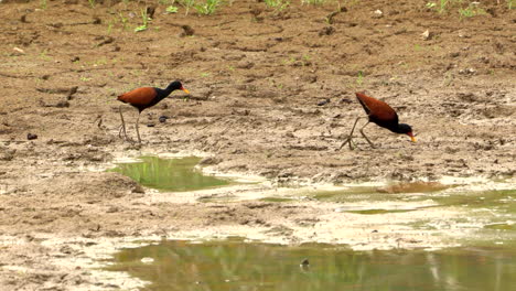 Two Black-necked Jacanas foraging in a muddy area