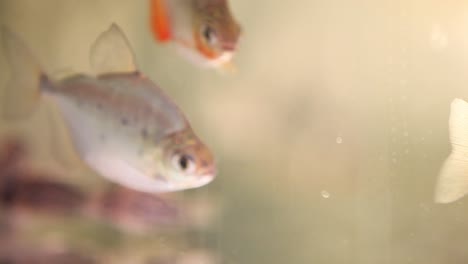 spotted silver dollar metynnis lippincottianus fish swimming in new aquarium tank