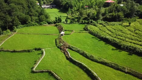 terrace rice farm fish farm in background the green scene of wonderful agriculture view landscape of lines in farm land traditional farmer in iran work on rice paddy near forest environment highland