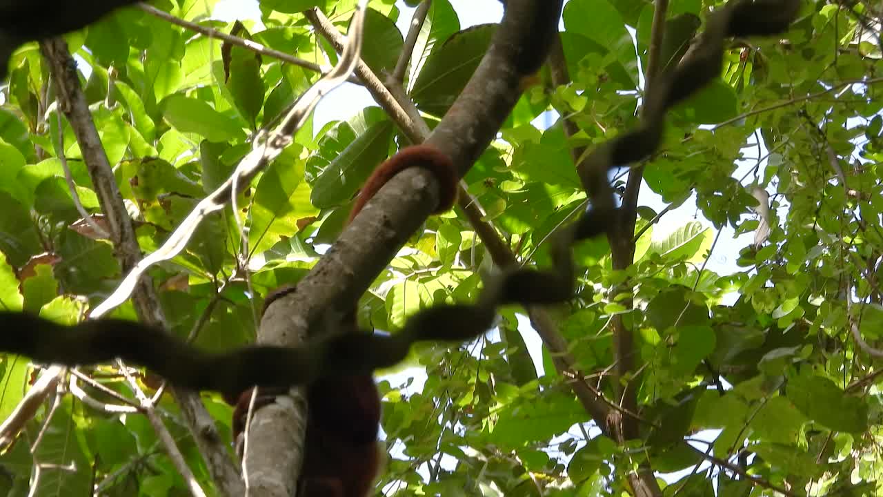 Wild monkey climbs and swings on vines in lush Colombian rainforest canopy scene