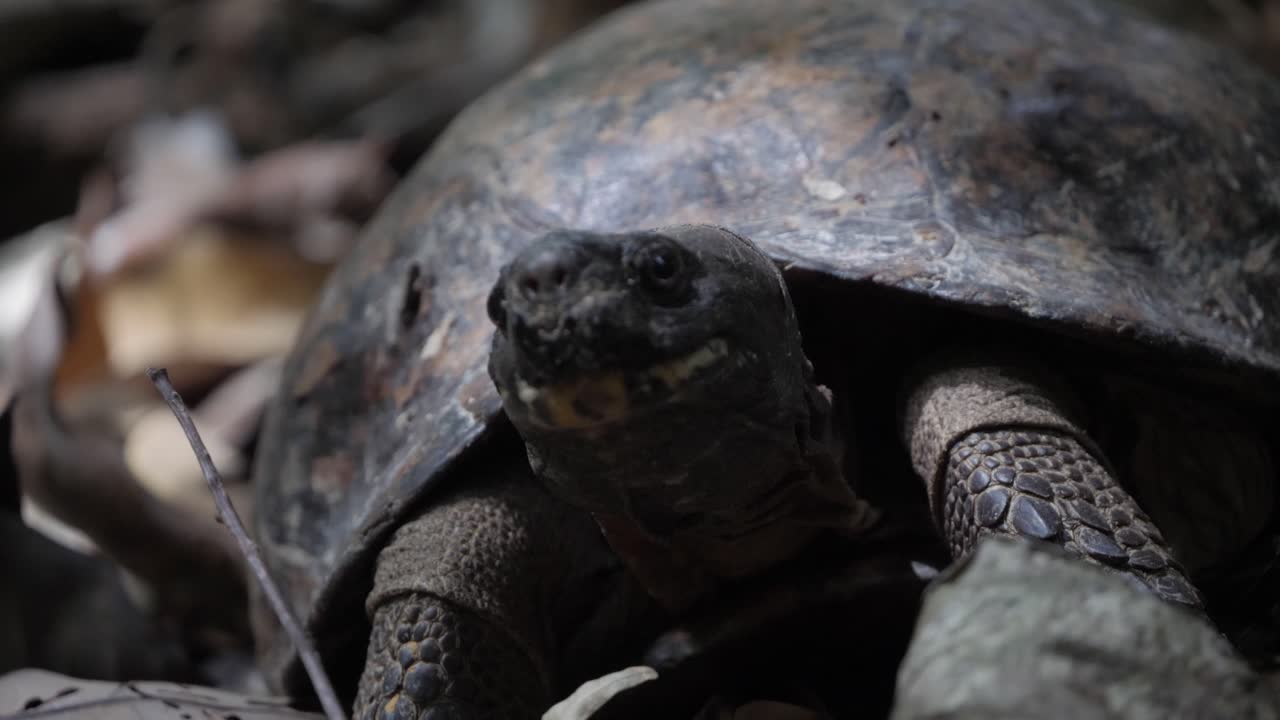 Wild tortoise on forest floor in Sumatran rainforest looking around - slow motion