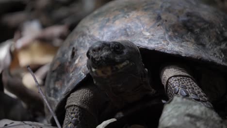 Wild-tortoise-on-forest-floor-in-Sumatran-rainforest-looking-around---slow-motion