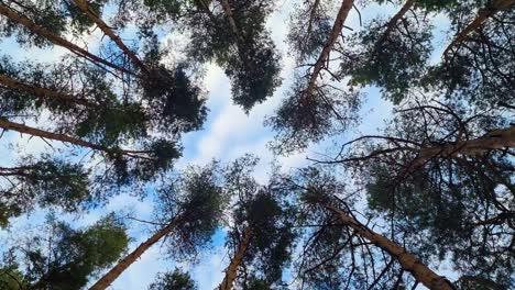 bottom view of the pine forest. tall coniferous trees against the blue sky. circular rotation of camera.