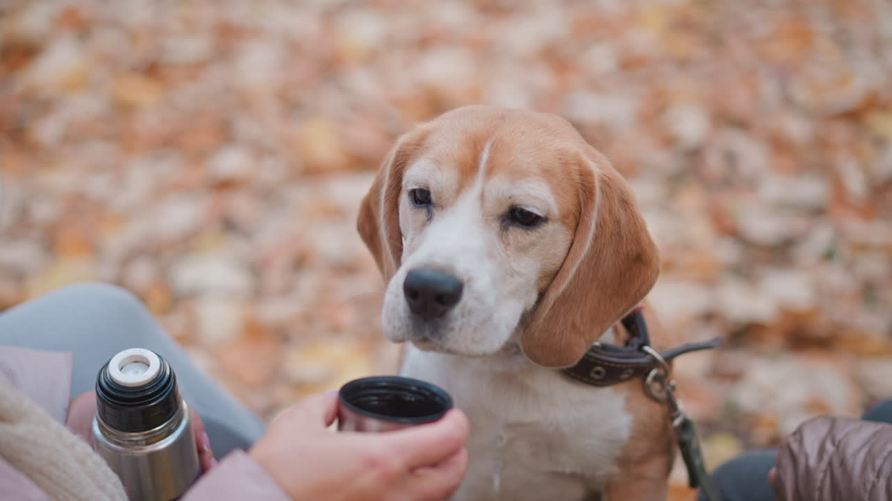 Closeup of beagle lifting paw to drink from metal cup as owner gently pulls it back, with another person seated close by, surrounded by fallen autumn leaves on peaceful park bench setting