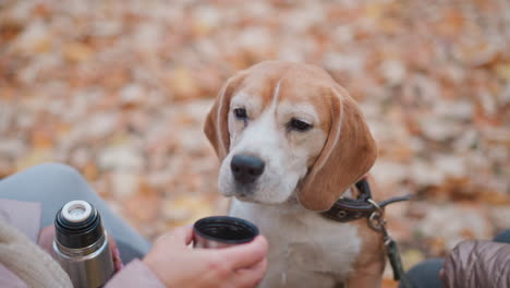 closeup of beagle lifting paw to drink from metal cup as owner gently pulls it back, with another person seated close by, surrounded by fallen autumn leaves on peaceful park bench setting