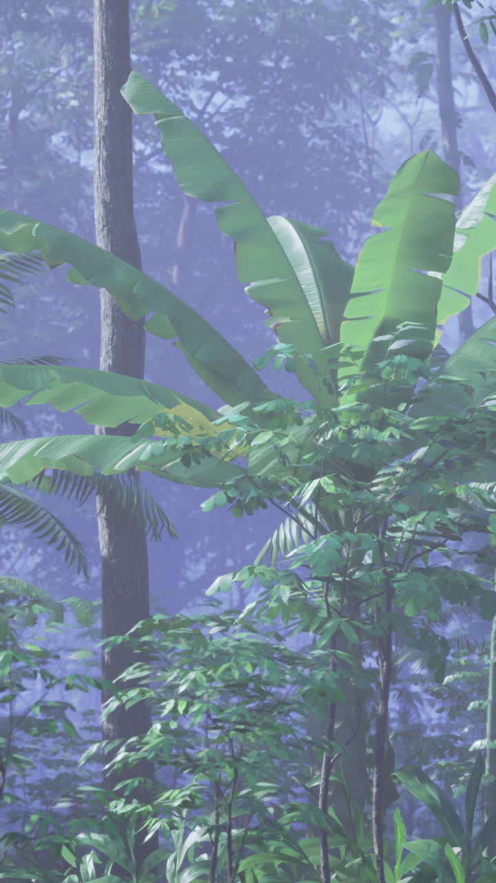 Rigogliose piante di banane verdi avvolte da una nebbia mistica in una foresta serena.
