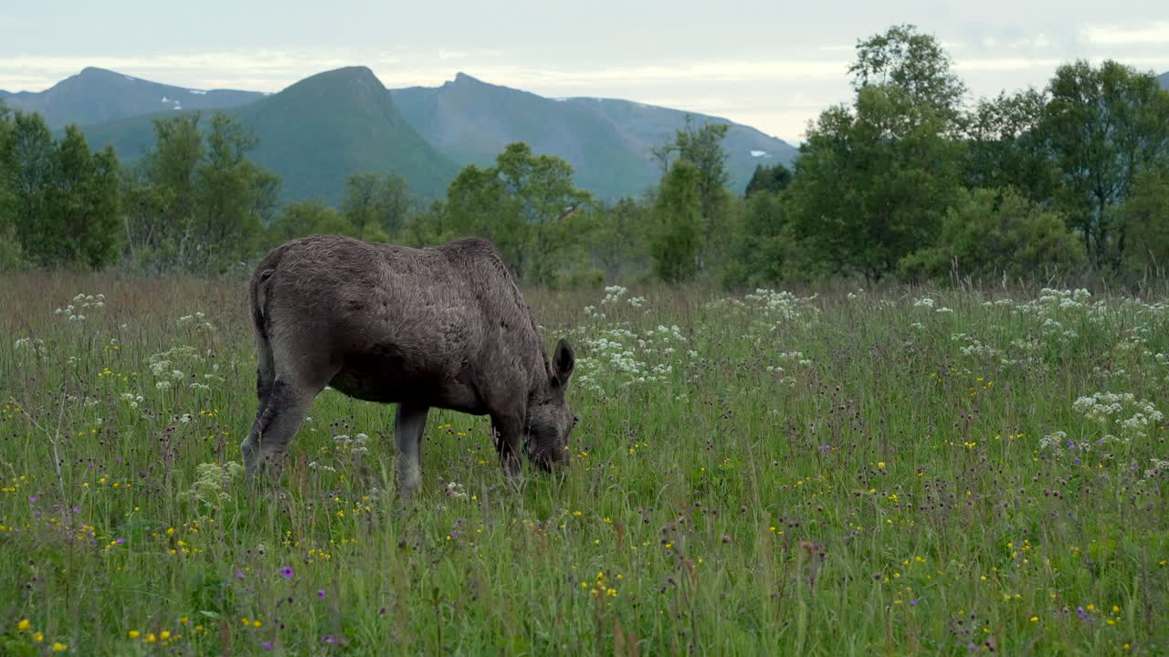 Curious female Norwegian moose eating undisturbed grass in the Norwegian summer Landscape, during midnight. Static shot