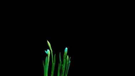 time lapse shooting of the growth and flowering of a bouquet of blue and yellow daffodils on a black background, 4k video. beautiful unusual flowers.