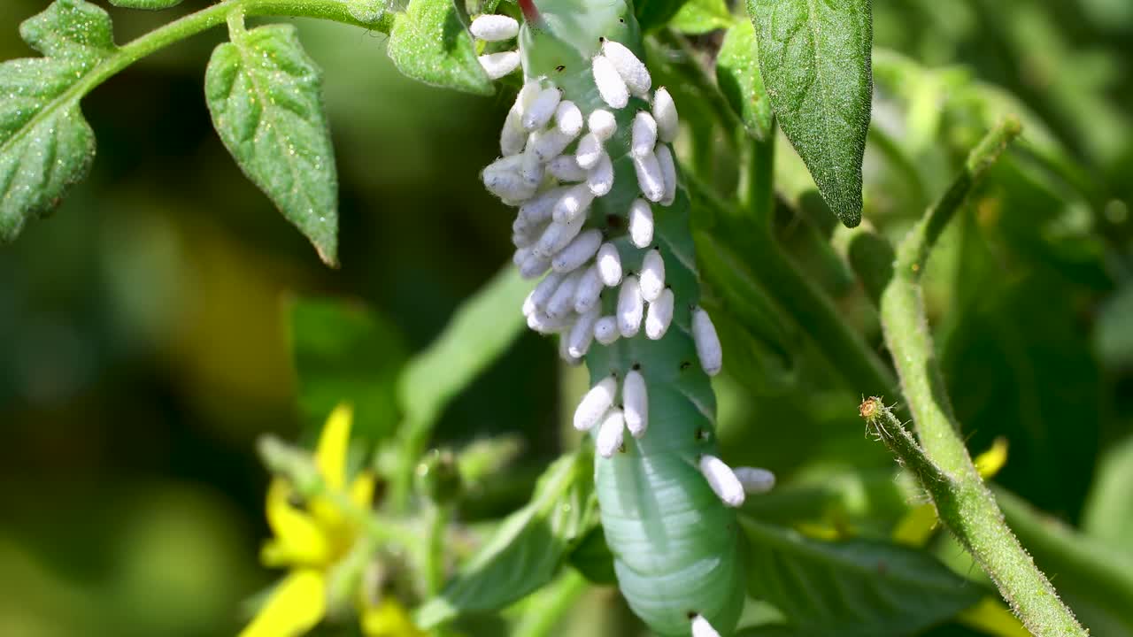 Static macro video of Braconid Wasp Pupa on tomato hornworm