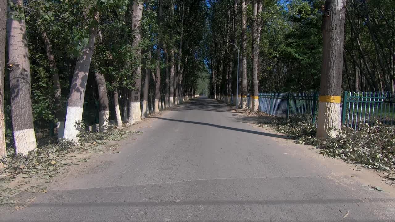 Trees painted white to protect them from bugs in Hanshiqiao Wetland National Park, Beijing, China
