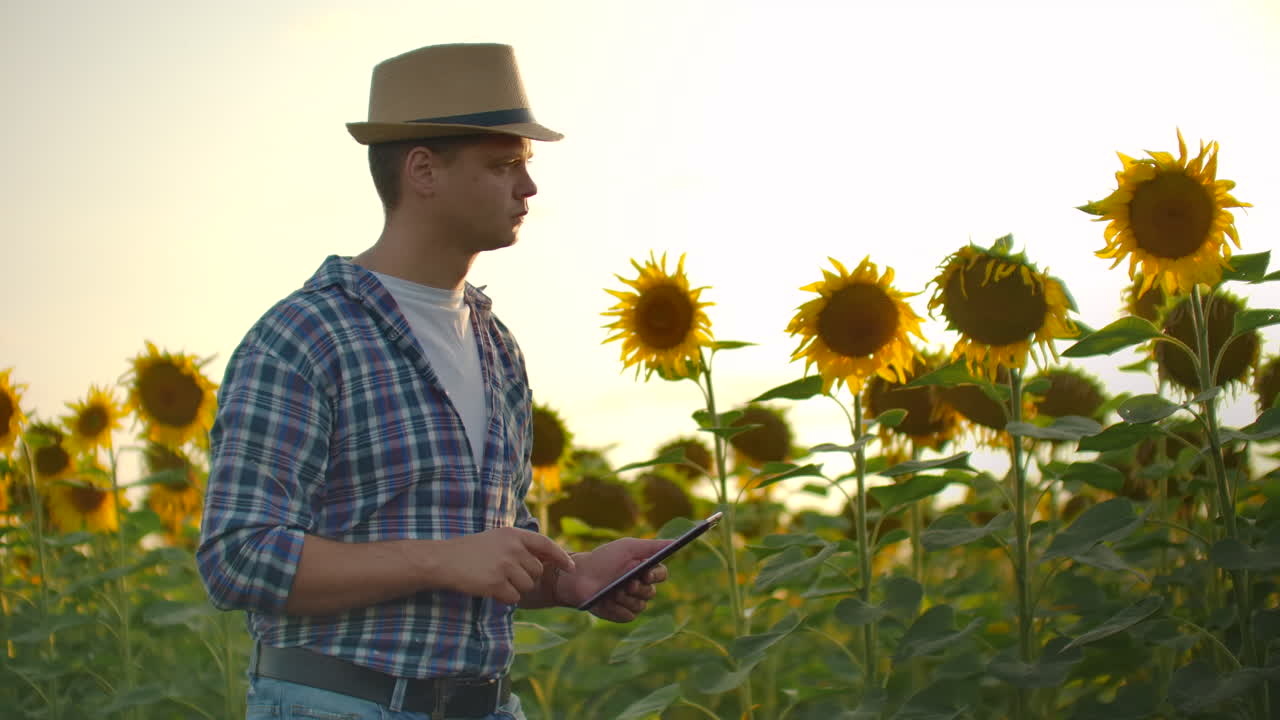 un joven agricultor camina a través de un campo con grandes girasoles y escribe información sobre ello en su tableta electrónica.