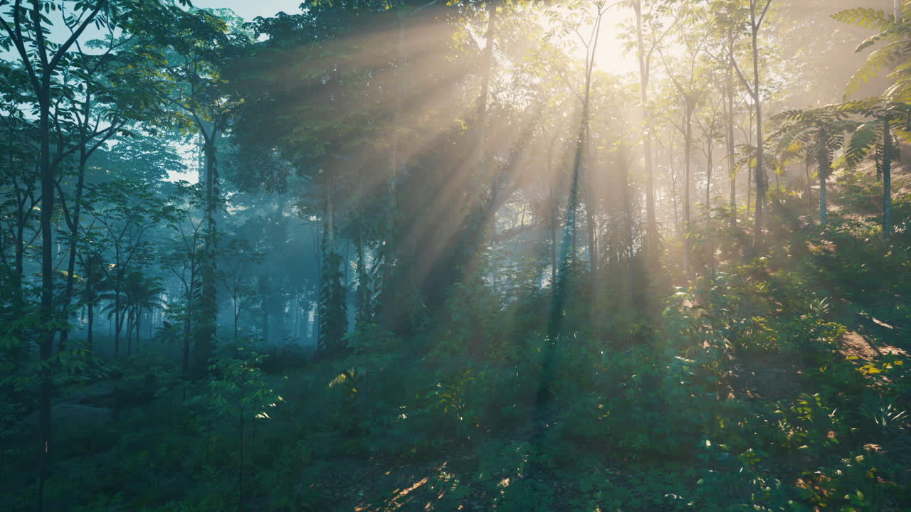 el sol brilla a través de los árboles en el bosque