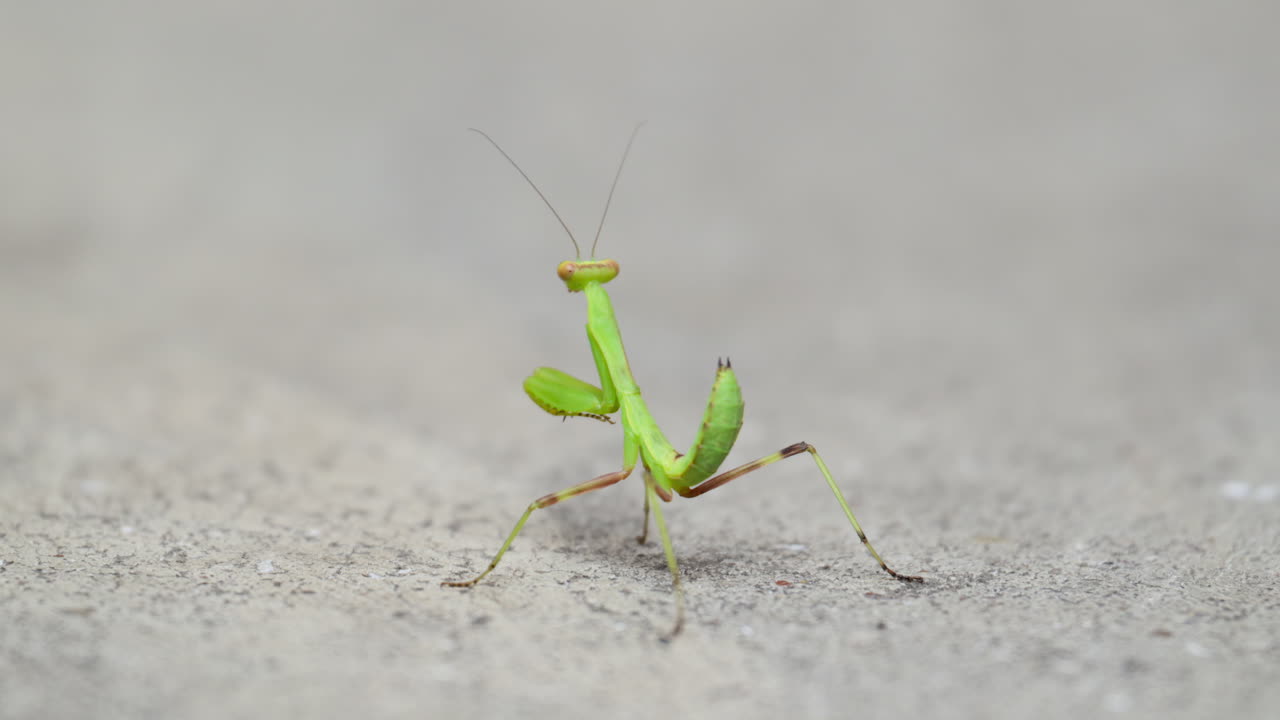 En livlig, grøn bedende knæler bevæger sig elegant hen over en grå overflade. Insektet viser sine unikke træk og årvågenhed, mens det udforsker sine omgivelser.