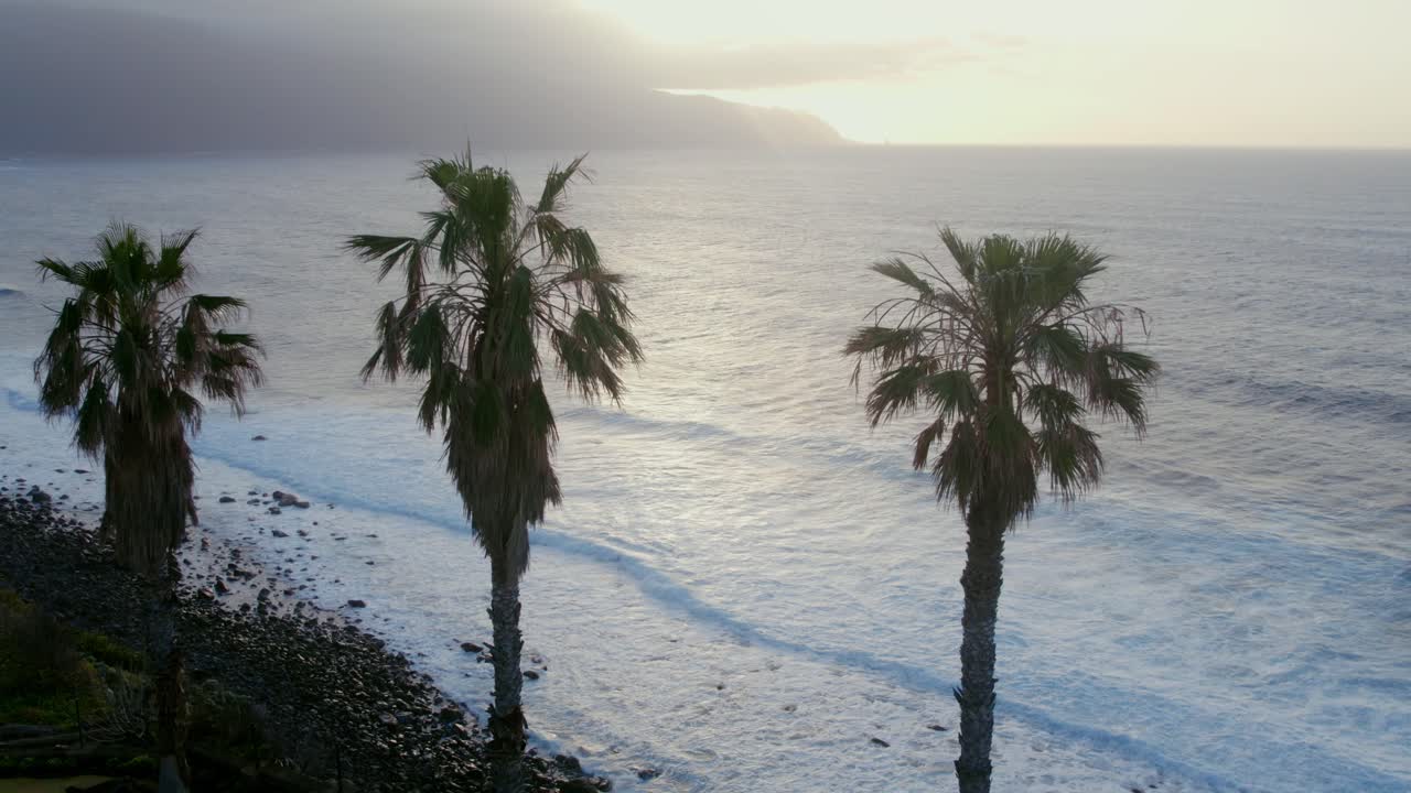 Sunset View of a Tropical Coastline with Palm Trees