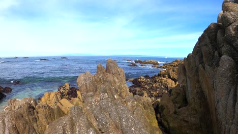 Arboleda-Pacífica-En-La-Bahía-De-Monterey,-California