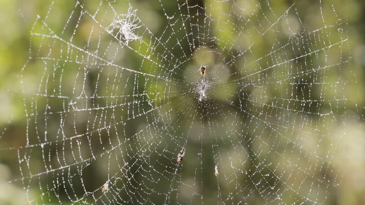 gotas de lluvia en la telaraña, telarañas en pequeñas gotas de lluvia.