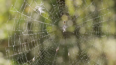 Regentropfen-Auf-Dem-Spinnennetz.-Spinnweben-In-Kleinen-Regentropfen.