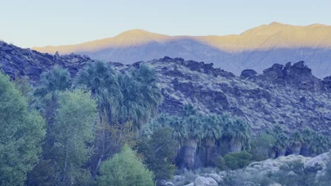 Toma-Panorámica-Cinematográfica-Con-Lente-Larga-Del-Oasis-Del-Desierto-De-Palm-Canyon-Cerca-De-Palm-Springs-Al-Atardecer-En-El-Sur-De-California