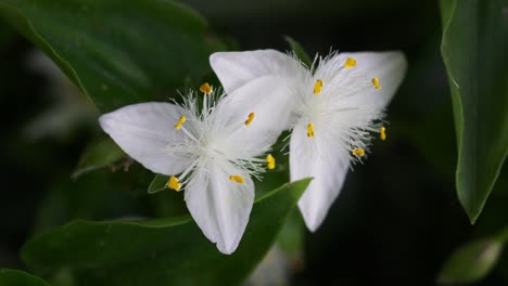 primer plano de las flores de una tradescantia fluminensis movidas por una suave brisa