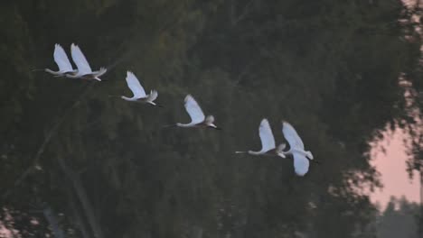 bandada de pájaros cucharón eurasiáticos volando por la mañana sobre los humedales