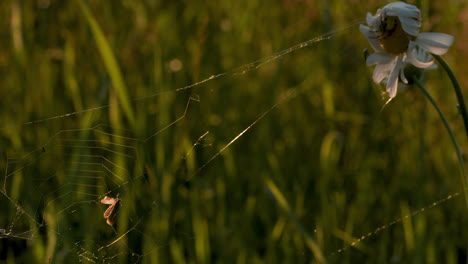 una telaraña en un prado con una margarita