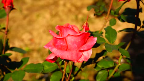 太陽に照らされた庭の花-38