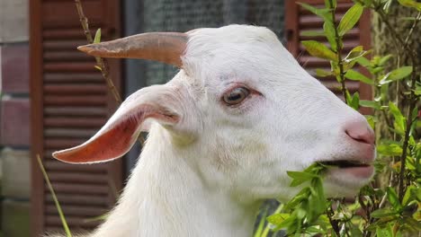 white goat eating plants