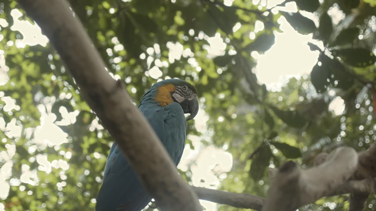 gimbal se mueve alrededor del loro guacamayo que se sienta en el árbol