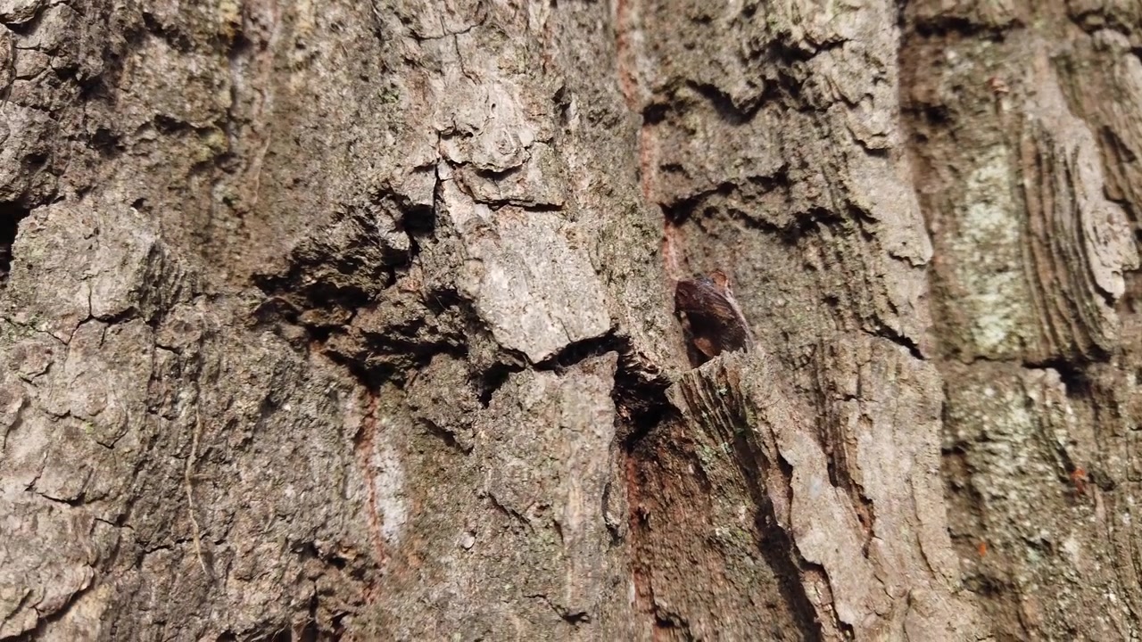 Il tronco di un albero bruciato in un incendio