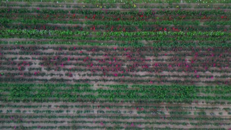 Antena-Aérea-De-Flores-Cultivadas-Comercialmente-En-Filas-En-Campo-Agrícola,-Campo