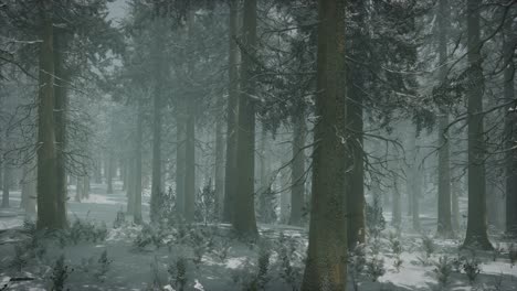 winter snow-covered forest on a cloudy day