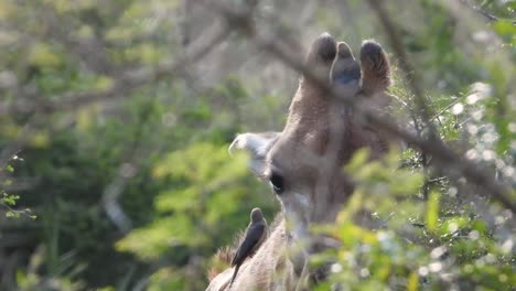 Südafrikanische-Giraffe,-Die-Von-Hohen-Bäumen-Frisst,-Mit-Madenhackervögeln-Auf-Kopf-Und-Hals,-Porträtaufnahme