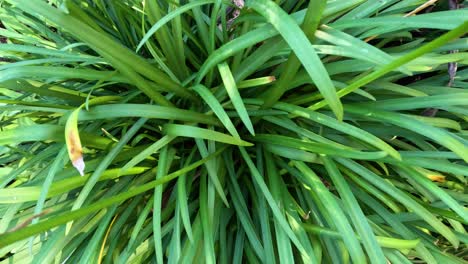 primer plano de un arbusto verde con flores en flor